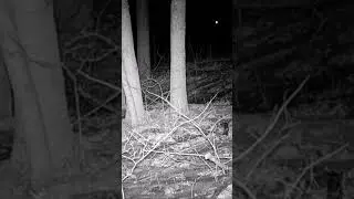 Coyote vs chicken egg #nature #coyote