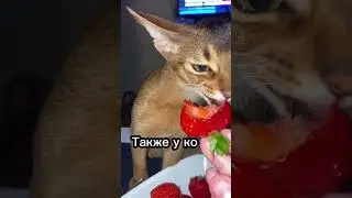 Может ли у кошек болеть голова?🤕 