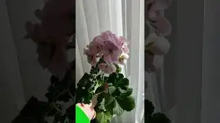 Таира Крымская роза # пеларгонии # Таира Крымская роза