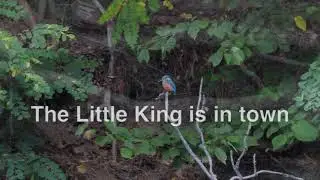 478. The Little King is in town