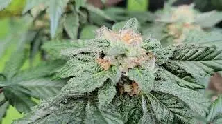 Faster harvest? try 12/12 seed to harvest 😁 👍 🪴