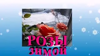 Розы зимой!