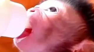 Orphan Newborn Baby Dalton Hungry Early Morning | Give Milk Baby Feeding | Newborn Babies