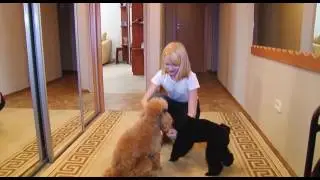 УШИ, ЛАПЫ, ХВОСТ! (ПУДЕЛЬ)