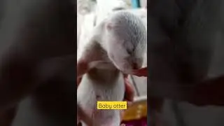 Baby otter kalimantan| baby otter kalimantan viral #otter #berangberang #kalimantan