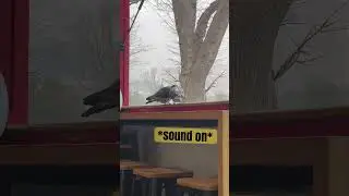 Two love birds… #comedy #sketch #voiceover