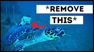 Turtles That Asked People for Help & Kindness