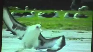 Albatrosse starten