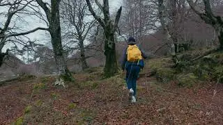 Discover autumn's beauty as a hiker with a yellow backpack explores a mossy forest