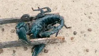 Wild scorpion