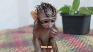 Poorest little baby monkey Ting Ting crying loudly request milk and fruit