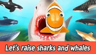 [EN] Let's raise sharks and whales! sharks and whales names for kids, coco animation ㅣCoCosToy