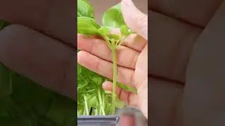 How to harvest your basil properly