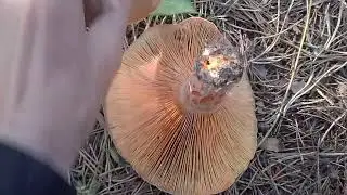 ПОДОСИНОВИКИ 🍄 НА СОСЕДНИХ ДАЧНЫХ УЧАСТКАХ 🏡🏚🥰🤗🥳.