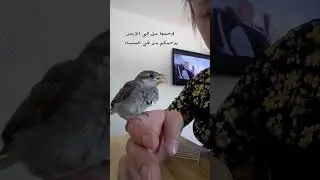 if you want to fly, give up everything that weighs you down. #fly #shorts #birds #2022 #birdslover