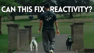 Fix Your Dogs Pulling To Fix Your Dogs Reactivity?