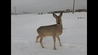 Косуля Малыш не любит печенье
