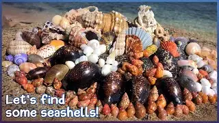 Finding Microshells on the Sand | Huge Wentletrap [Virtual Shelling]