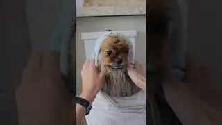 Alguém reparou que ele se arrumou? Teddy bonitinho #pets #spitzalemao #cachorrodificil #cachorro