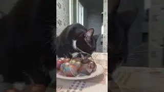 Как понять что кошке больно 🐈😿 