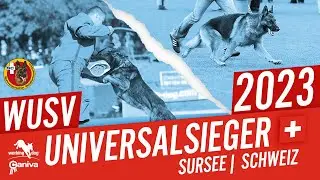 WUSV Universalsiegerwettbewerb 2023 // Winner // Working-Dog