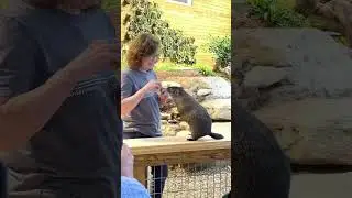 Creature Conservancy in #AnnArborMichigan #shorts #travel