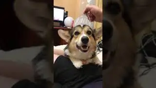 Счастливая собака корги