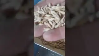 очистка семян пшеницы.