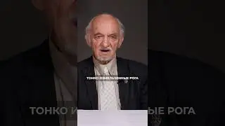 Адаптогены животного происхождения