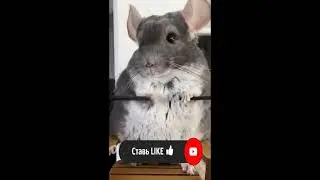 Мышь на лютом басе, смешной прикол #Shorts