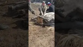 подрезка копыт дикому коню