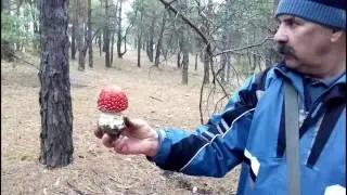 Мухоморы и белые грибы
