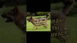 Хороший мальчик #озвучка #мем #прикол #овчарка #foxvol