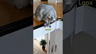 Why can a cat get stuck here?