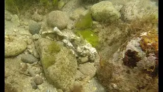 オニオコゼ　アルビノ　白色〜新潟県　笹川流れ