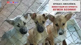 Киселёвск.  ЖИВОТНЫМ ИЗ ПРИЮТА  НУЖЕН  ХОЗЯИН!