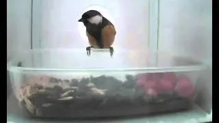 Синички в кормушке
