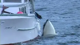 Luna the orca (killer whale) and dog interact! Rare interspecies footage