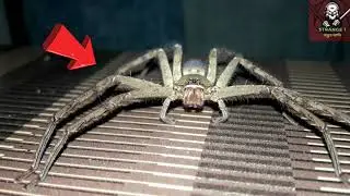 Incredible Spiders||biggest spider||