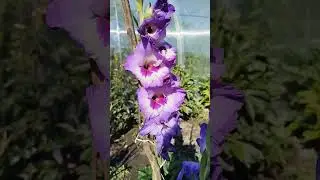 Мамины гладиолусы #релакс #дача #цветы