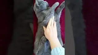 Cute British Shorthair