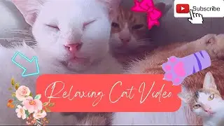 Sleeping cat & lullabies | Eiji The Finicky Ginger