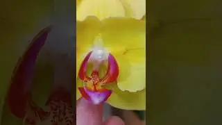 Орхидея P. Sun Beauty