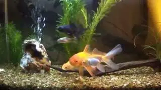 Goldfish cometa gigante