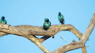 Greater Blue-Eared Starling, Choucador à Oreillons bleus