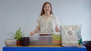 Repotting your plant with Honey Plant