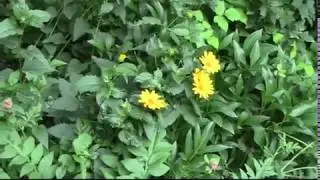 Гелиопсис подсолнечниковидный и огород.