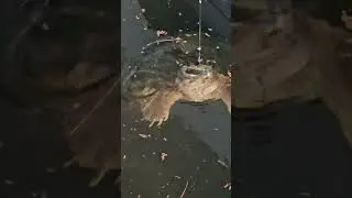 Тортила