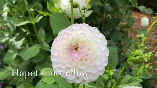 Dahlia Flowers / ดอกไม้สวยๆ ดอกรักเร่ / #Dahlia / Dahlien