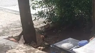 BANYAK ORANG YANG BELUM TAHU HAL INI....SAKSIKAN SAJA DAN SEMOGA MANFAAT